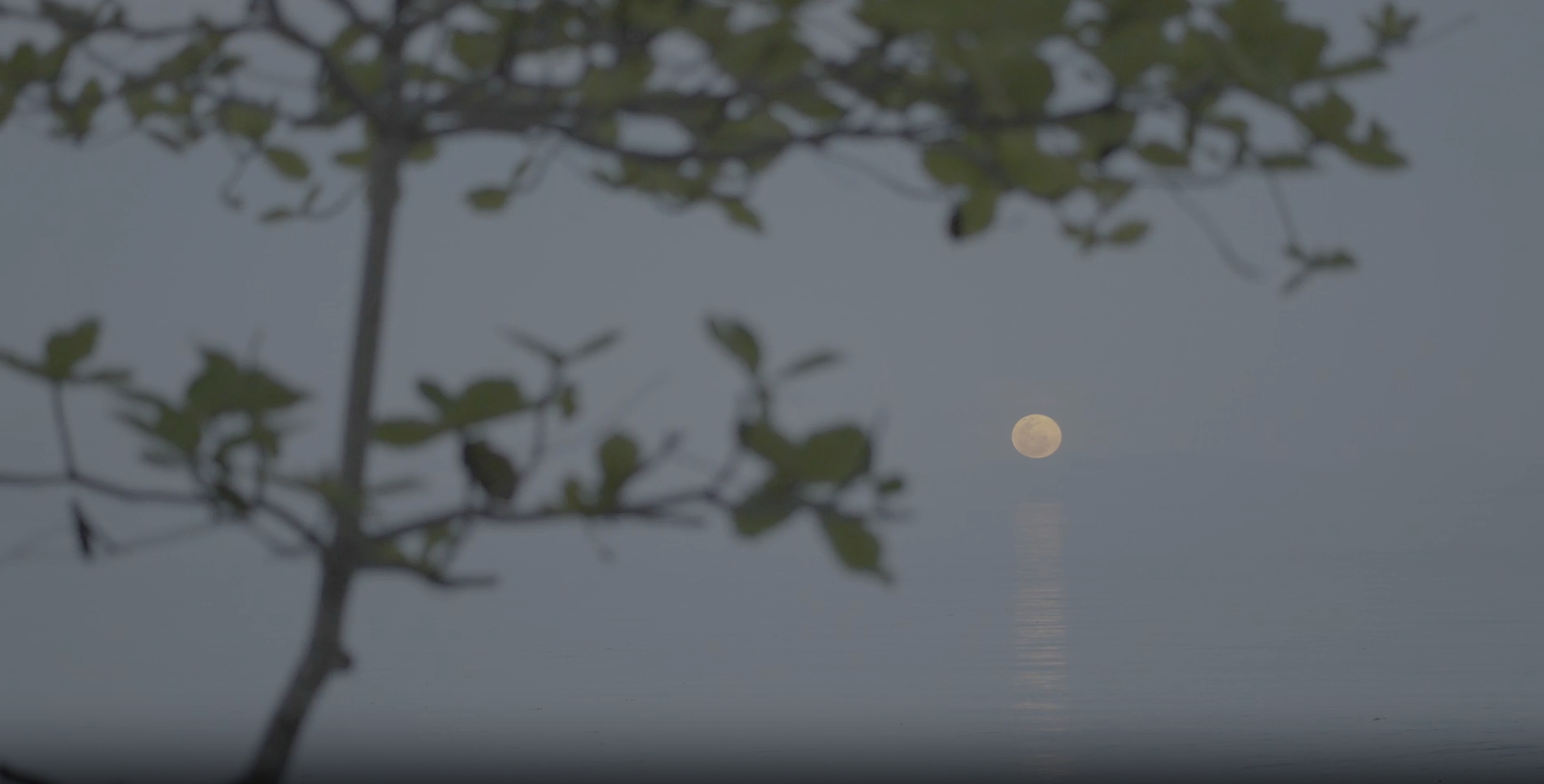 Moonlight reflecting on the water, with a tree branch in the foreground