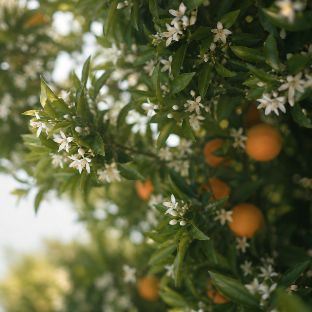 Neroli Blossom