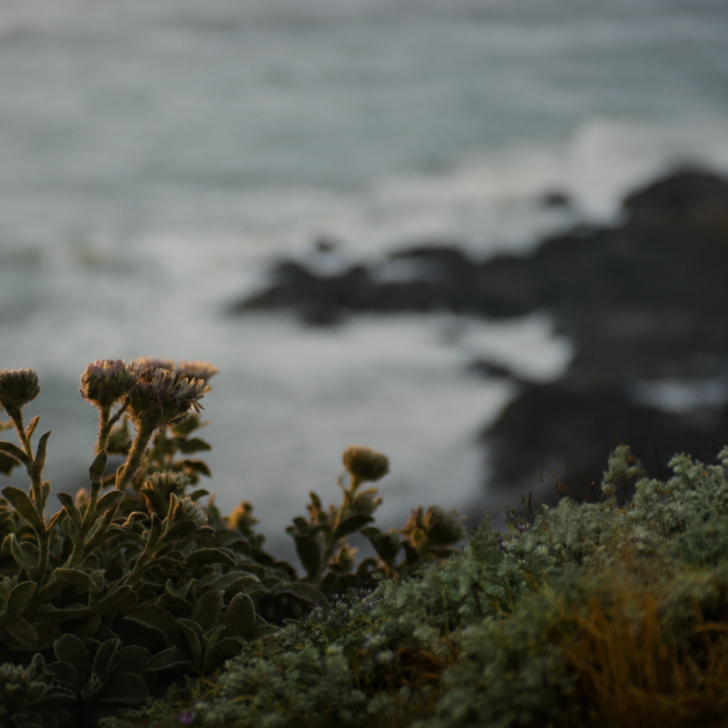 Pacific Cypress