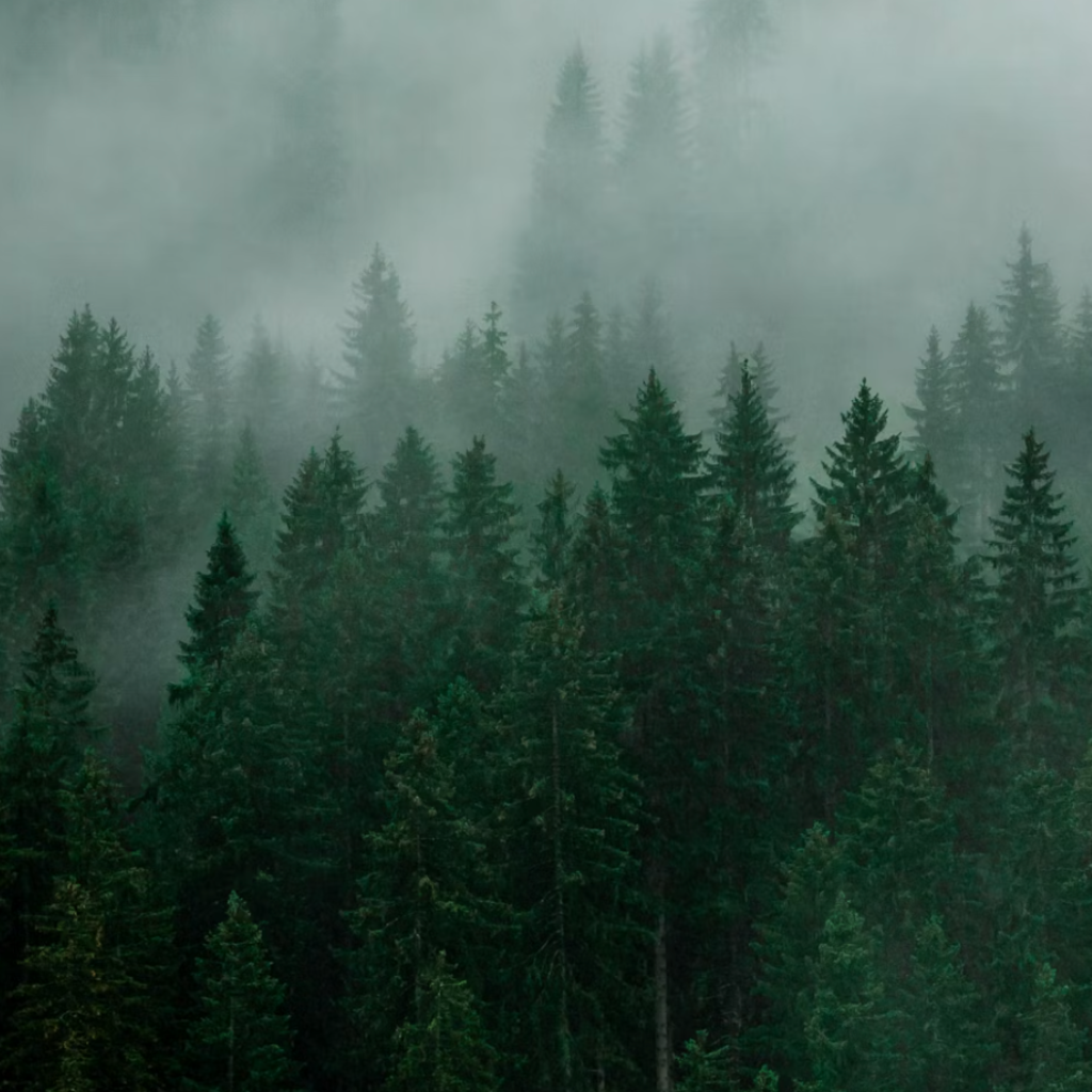 White FIr