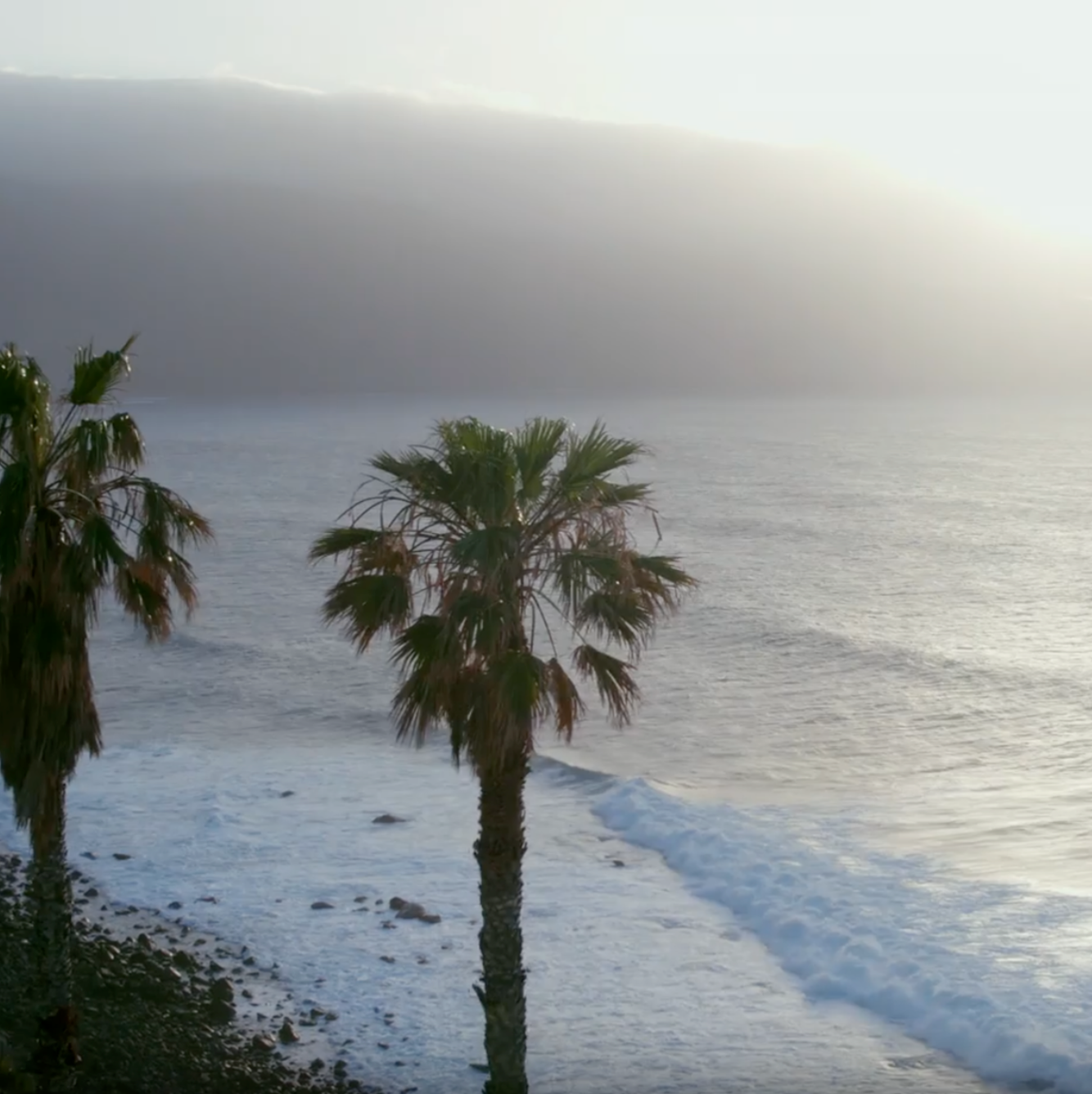Palm Trees on Foggy Coastline